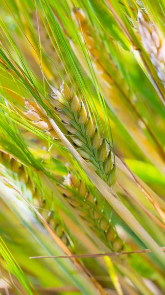 Yaz aylarında bir alanda çavdar sivri