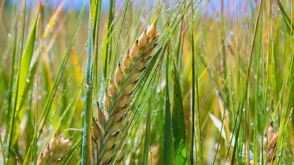 Yaz aylarında bir alanda çavdar sivri