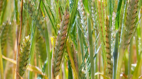 Yaz aylarında bir alanda çavdar sivri