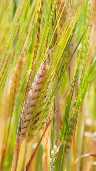 Yaz aylarında bir alanda çavdar sivri