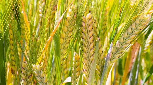 Yaz aylarında bir alanda çavdar sivri