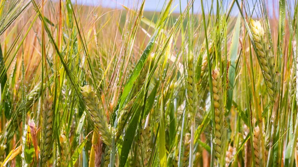 Yaz aylarında bir alanda çavdar sivri