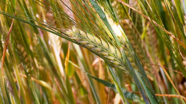 Yaz aylarında bir alanda çavdar sivri