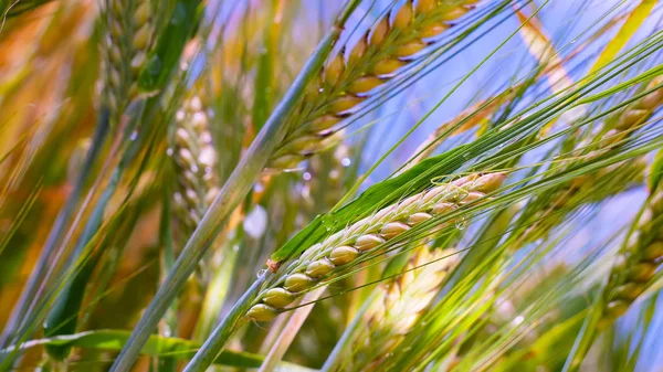 Yaz aylarında bir alanda çavdar sivri