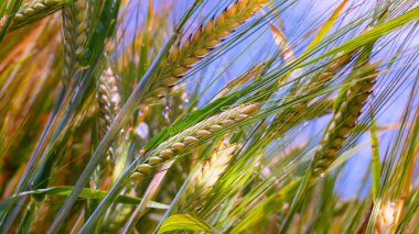 Yaz aylarında bir alanda çavdar sivri
