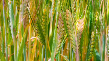 Yaz aylarında bir alanda çavdar sivri