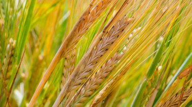 Yaz aylarında bir alanda çavdar sivri