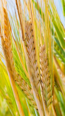 Yaz aylarında bir alanda çavdar sivri