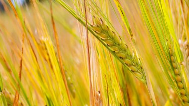 Yaz aylarında bir alanda çavdar sivri