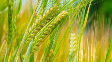 Yaz aylarında bir alanda çavdar sivri