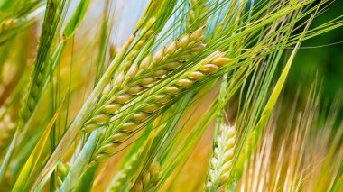 Yaz aylarında bir alanda çavdar sivri