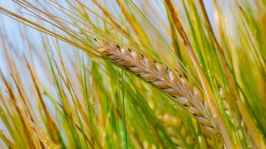 Yaz aylarında bir alanda çavdar sivri