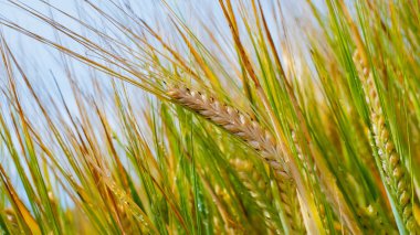 Yaz aylarında bir alanda çavdar sivri