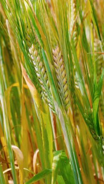 Yaz aylarında bir alanda çavdar sivri