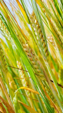 Yaz aylarında bir alanda çavdar sivri