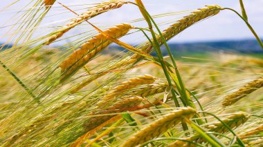Yaz aylarında bir alanda çavdar sivri