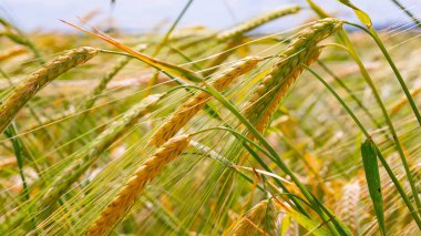 Yaz aylarında bir alanda çavdar sivri