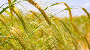 Yaz aylarında bir alanda çavdar sivri