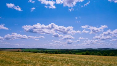 Yaz aylarında bir alanda çavdar sivri