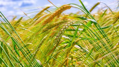 Yaz aylarında bir alanda çavdar sivri