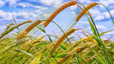 Yaz aylarında bir alanda çavdar sivri