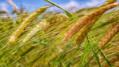 Yaz aylarında bir alanda çavdar sivri