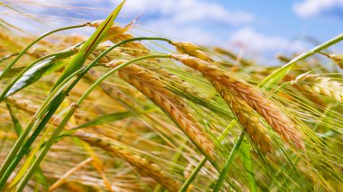 Yaz aylarında bir alanda çavdar sivri