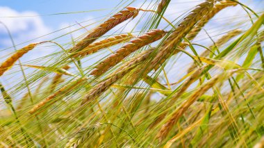 Yaz aylarında bir alanda çavdar sivri