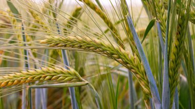 Yaz aylarında bir alanda çavdar sivri