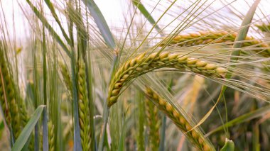 Yaz aylarında bir alanda çavdar sivri