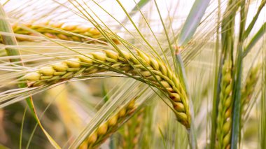 Yaz aylarında bir alanda çavdar sivri