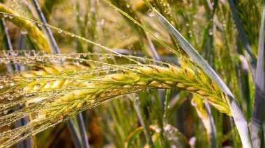 Yaz aylarında bir alanda çavdar sivri