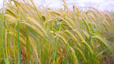 Sahada yaz aylarında çavdar Spikelets