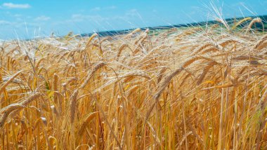 Sahada yaz aylarında çavdar Spikelets