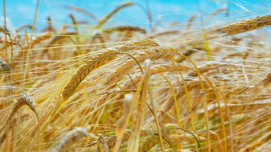 Sahada yaz aylarında çavdar Spikelets