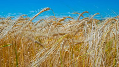 Sahada yaz aylarında çavdar Spikelets