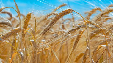 Sahada yaz aylarında çavdar Spikelets