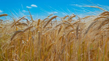 Sahada yaz aylarında çavdar Spikelets