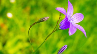 Yaz aylarında bir alanda çavdar sivri