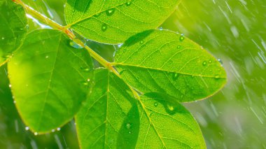 Doğada yaz aylarında yağmur damlaları ile yeşil yaprak rüzgar gelişir