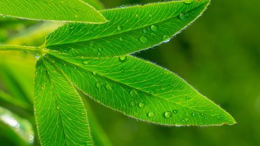 Doğada yaz aylarında yağmur damlaları ile yeşil yaprak rüzgar gelişir
