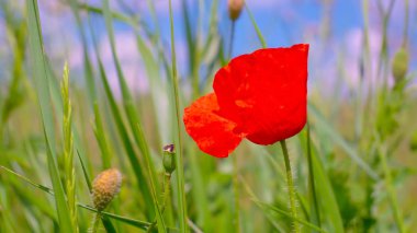 Yeşil tarlada gelincik çiçekleri