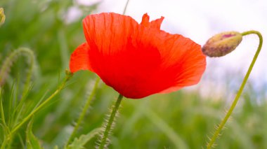 Yeşil tarlada gelincik çiçekleri