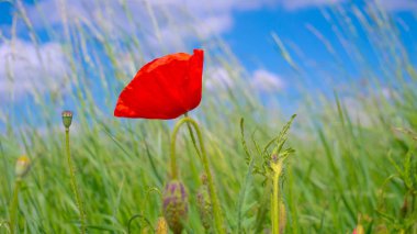 Yeşil tarlada gelincik çiçekleri