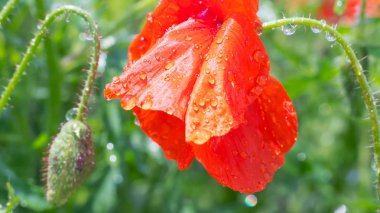 Yeşil tarlada gelincik çiçekleri