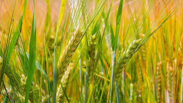 Rye Spikelets Field Summer — Stock Photo, Image