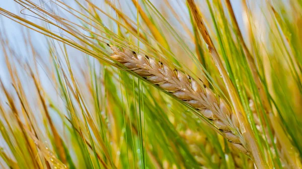 Yaz aylarında bir alanda çavdar sivri