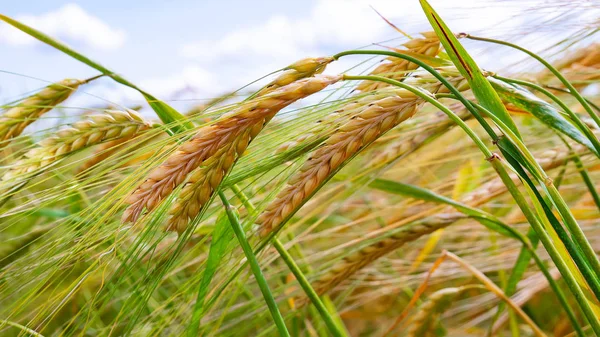 Yaz aylarında bir alanda çavdar sivri