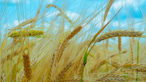 Spikelets Rye Summer Field — Stock Photo, Image