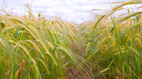 Spikelets Rozs Nyáron Pályán — Stock Fotó